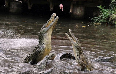 crocodiles_09.jpg