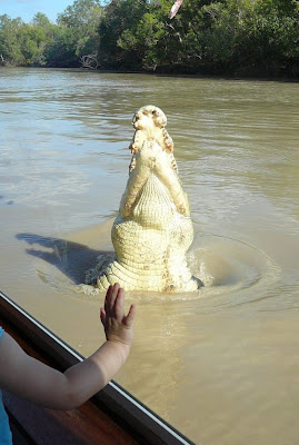 crocodiles_26.jpg