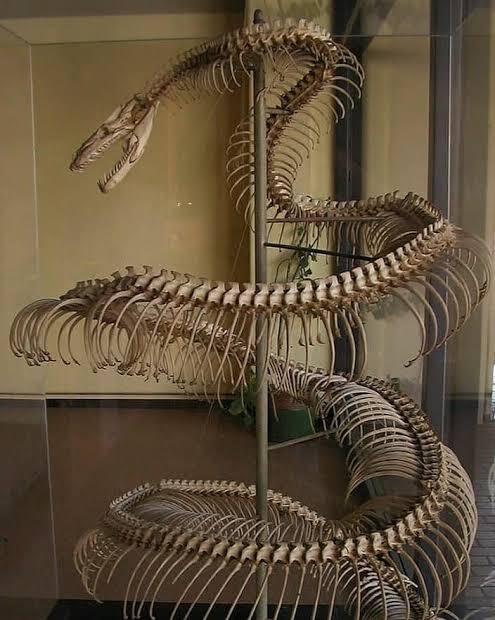 Kenapa Ular Titanoboa Punah ?