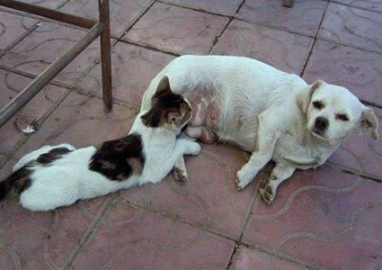 dog-breast-feeding-cat-animal.jpg