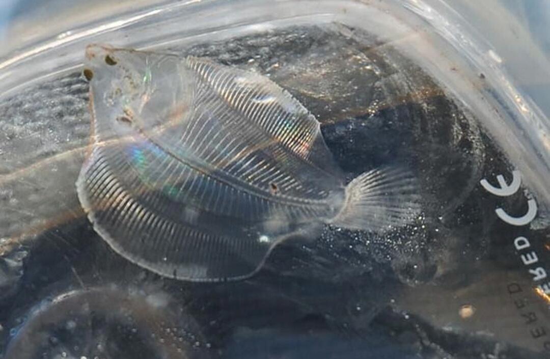 8 Ikan Transparan yg Begitu Indah & Membuatmu Takjub