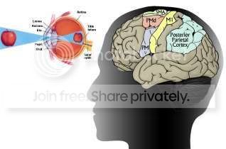 parietal_cortex.jpg