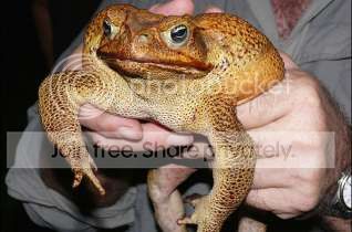 kodok_toadzilla-2.jpg