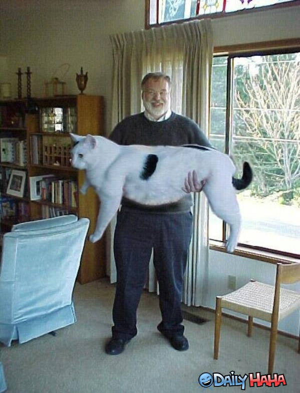 giant_cat.jpg
