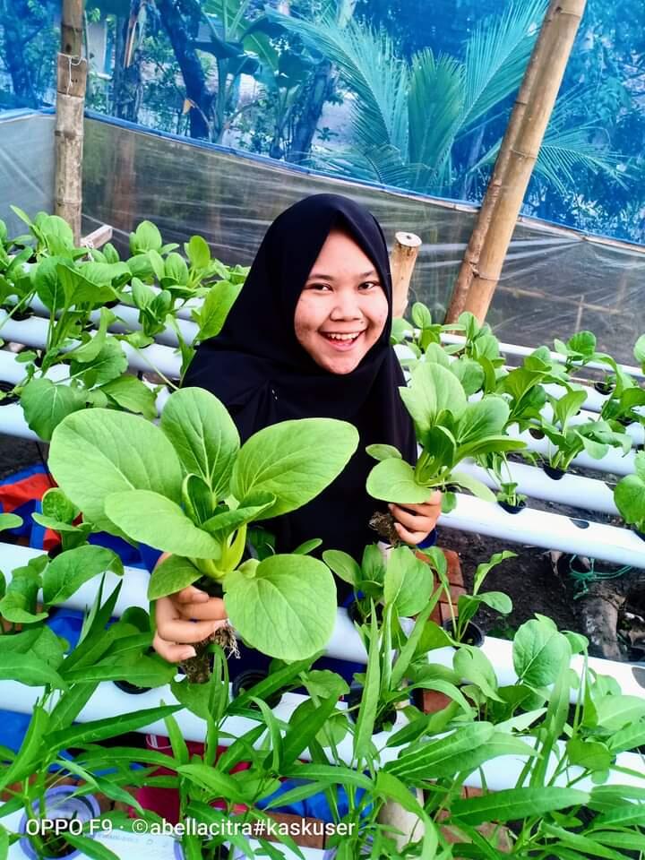 Pelapor Petani Hidroponik Manis & Cantik 