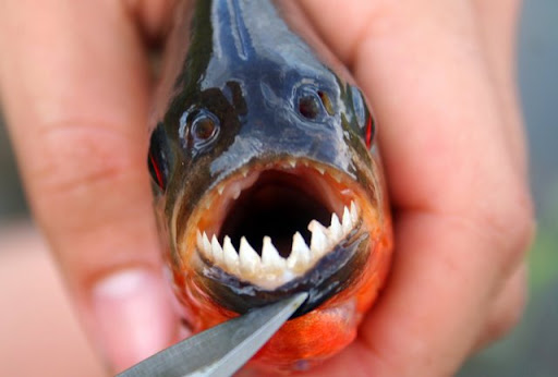 ikan-buas-piranha-02.jpg