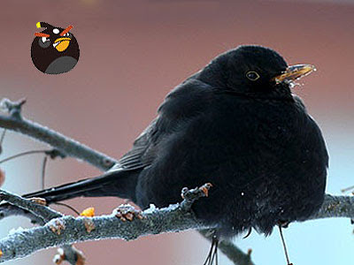 angry-bird4.jpg