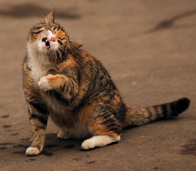 cats_07.jpg