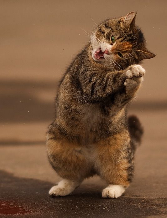 cats_06.jpg