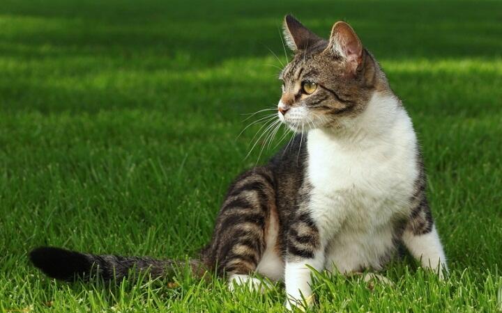 Sering Liat Kucing Mengubur Kotorannya Sendiri? Ternyata Begini Alasannya!