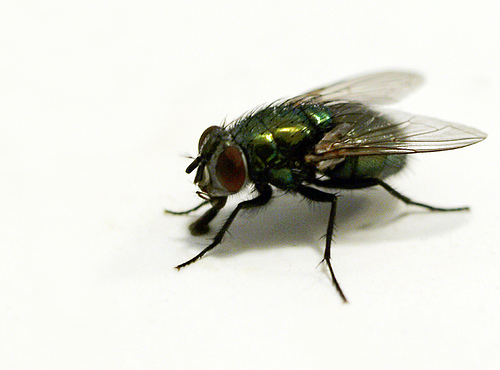 lalat.jpg