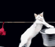dmlrufxa.gif