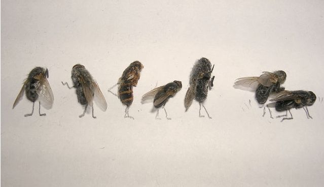 dead_flies_art_15.jpg