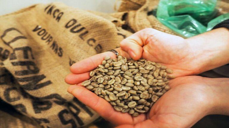 Cara Sampling Biji Kopi Mentah? Yuk Simak!