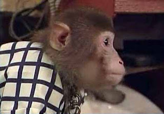 monkey_waiter_9.jpg