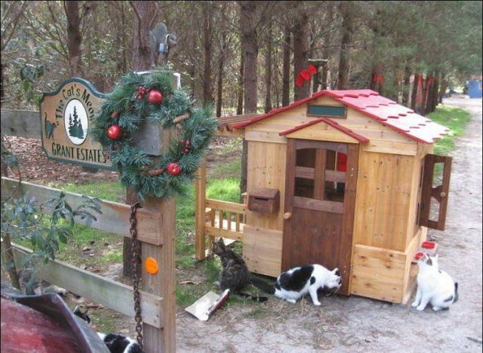 cat-city-6.jpg