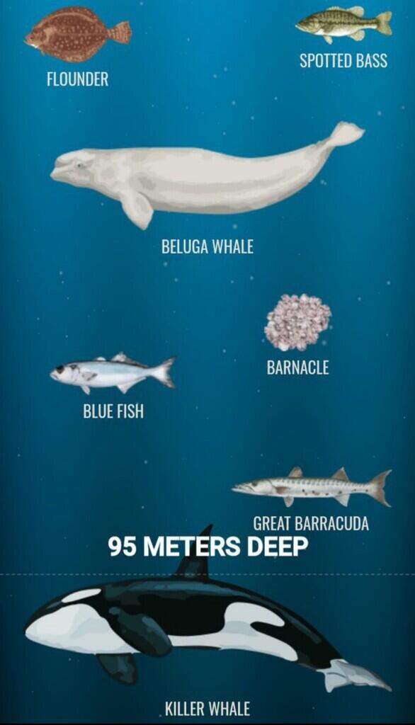 Ini Dia Ilustrasi Dalamnya Laut yg Begitu Menyeramkan [Warning : Sangat Dalam]
