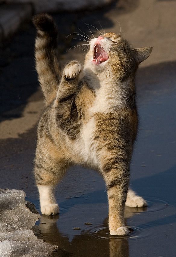 cats_02.jpg