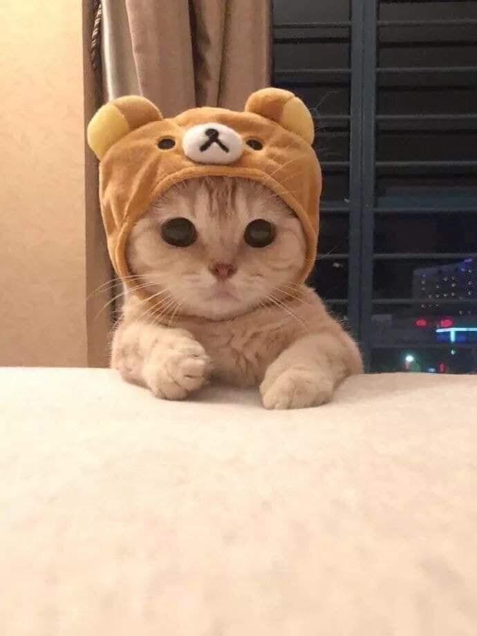 3 Alasan Netijen Suka Banget Sama Kucing