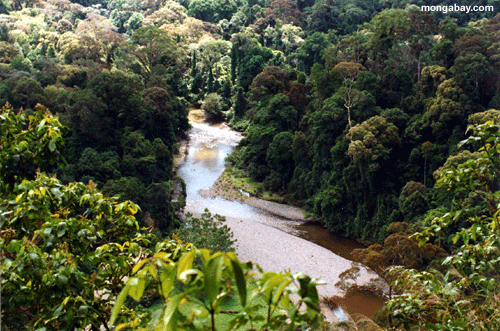 borneo_river_08.gif
