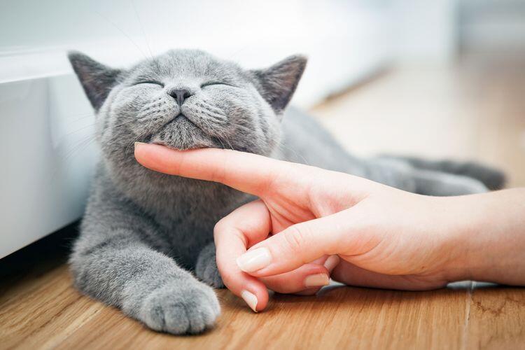 7 Hal yg Perlu Dipersiapkan Saat Pertama Kali Memelihara Kucing