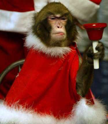 funny-monkey.jpg
