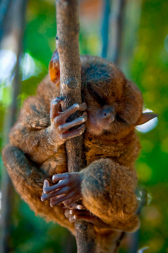 tarsier-philippines-12.jpg