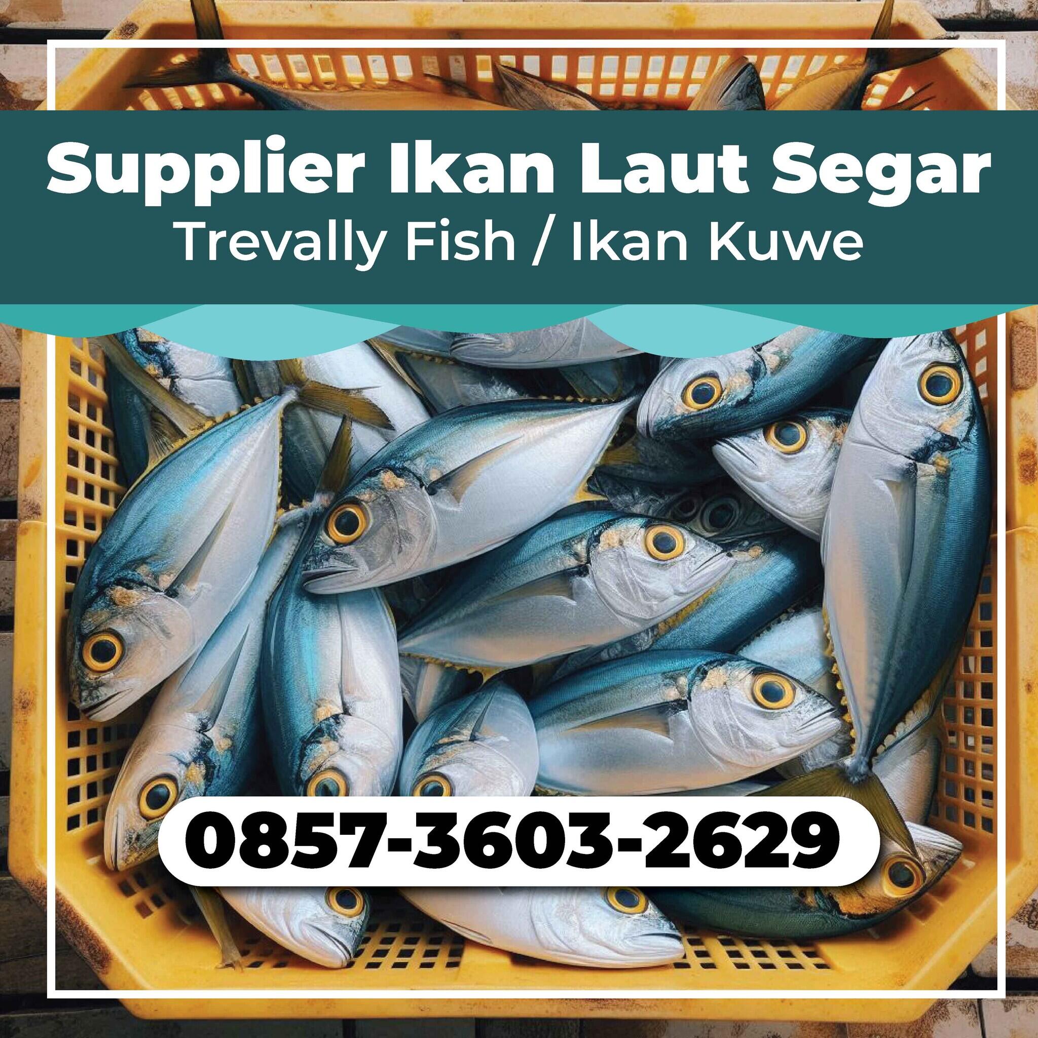 WA 0857-3603-2629, Supplier Jual ikan laut berkualitas