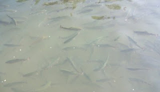 Salmon.JPG