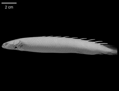 specimen.jpg