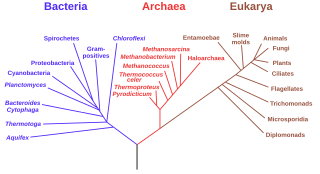 320px-Phylogenetic_tree.svg.png