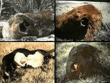 cattle1.jpg