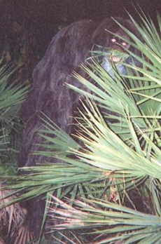 skun+ape1.JPG
