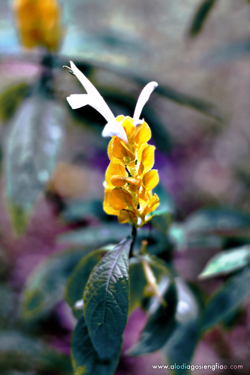 Flower_by_blackmage9.jpg