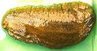 khasiat-jelyl-gamat.jpg