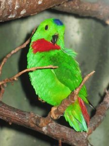 burung-serindit-atau-srindit-paruh-hitam.jpg