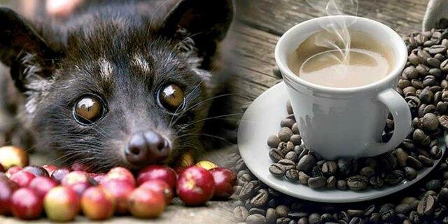 1,4 Juta, Harga Cinta Kopi Luwak