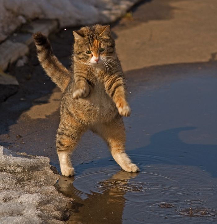 cats_01.jpg