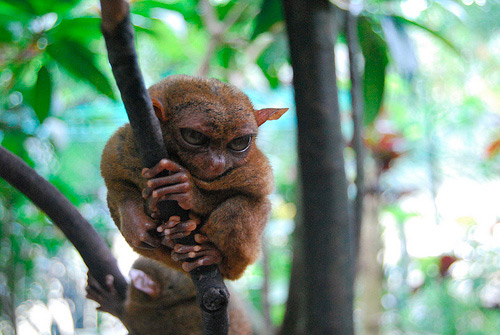 tarsier-philippines-03.jpg