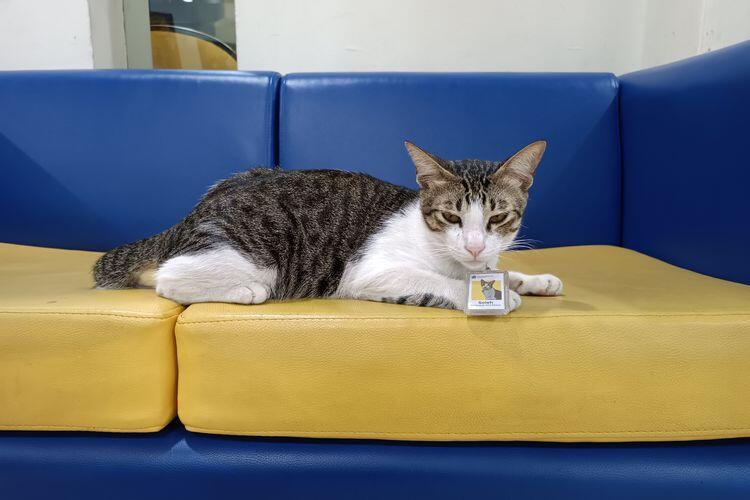 Mengenal Soleh Si Penyuluh Ahli Meow
