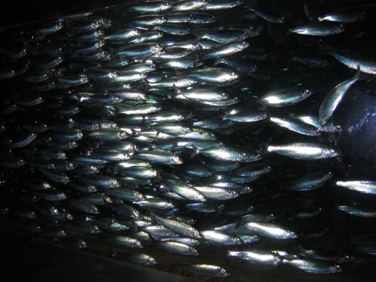 ikan%2Bherring.jpg