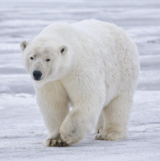 Top 20 Abnormally Large Animal That Really Exist