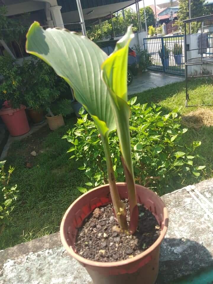 Tanaman Obat Keluarga Yang Mudah Ditanam Di Pot