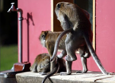 animal_sex_29.jpg