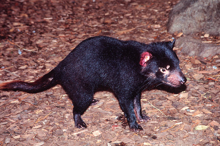 TasmanianDevil2.jpg