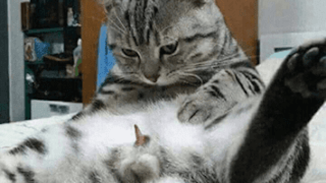 [Pengalaman Pribadi] Sterilisasi Kucing, Menurut Agan Perlu Nggak Sih ?