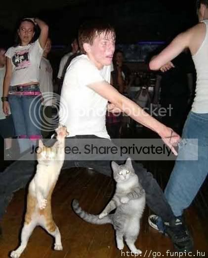 kucingdancing.jpg