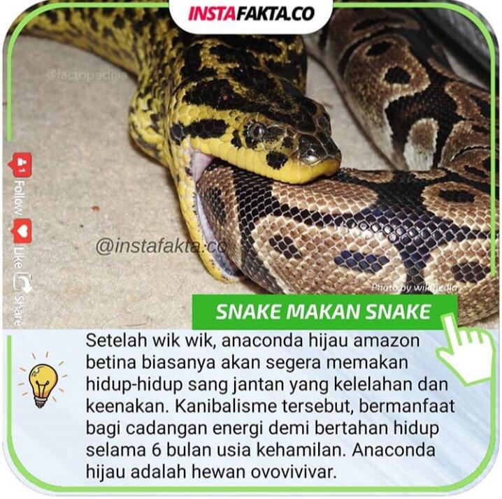 Berhati-hatilah Para Jantan! Bisa Jadi Kalian Korbannya 