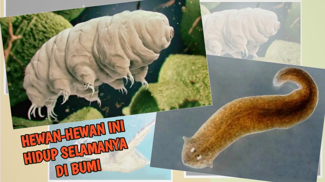 5 Hewan Ini Hidup Berabad-abad