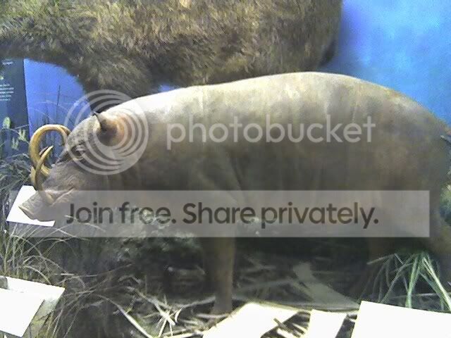 Babirusa0.jpg